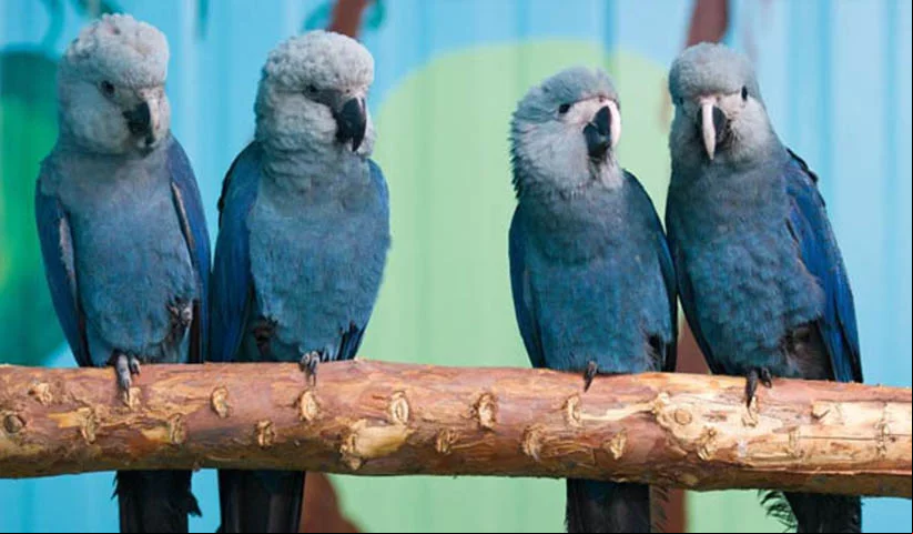 Ararinha Azul - Espécie endêmica do norte da Bahia, sofreu com a caça e com o corte indiscriminado de árvores da caatinga e chegou a ser considerada extinta em 2020. Mas em junho de 2022 oito aves dessa espécie foram trazidas da Alemanha para reintrodução no Brasil.
