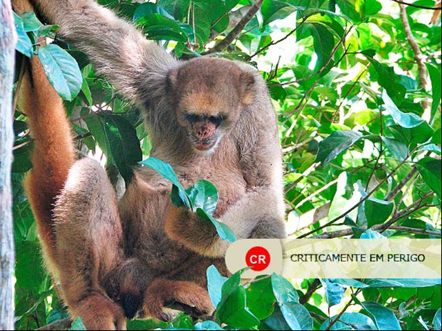 Muriqui-do-Norte - É o maior primata das Américas, chegando a pesar 15 kg. Só é encontrado na Mata Atlântica e sofre com o desmatamento e a caça.