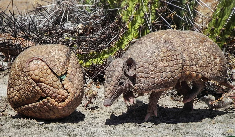 Tatu-Bola - Animal da Caatinga, sua população foi reduzida em 45% em 20 anos. A caça e a degradação ao ambiente em que eles vivem são as causas do risco de extinção do animal, que vem sendo protegido por organizações não governamentais.