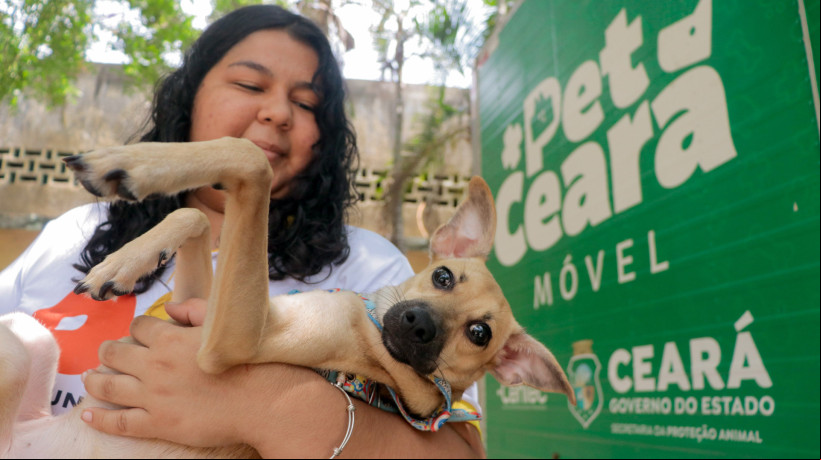 FORTALEZA, CEARÁ, BRASIL, 19-10-2024: A Secretaria de Meio Ambiente da Universidade Federal do Ceará (SMA-UFC) realiza, em parceria com a Secretaria de Proteção Animal do Governo do Estado do Ceará (SEPA), uma ação de castração de animais dos campi do Pici, Benfica e Porangabuçu. Na imagem, a cachorrinha Taty Girl segue aguardando para ser adotada