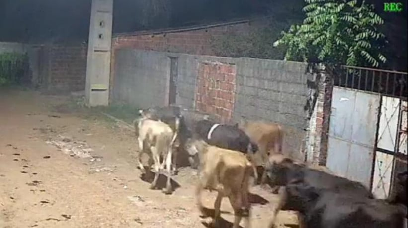 Furto das vacas foi registrado em Itaitinga