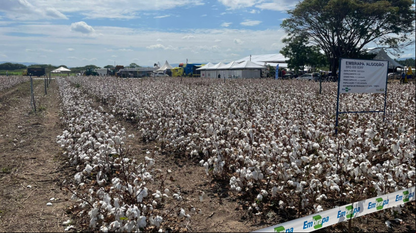 Campo experimental do