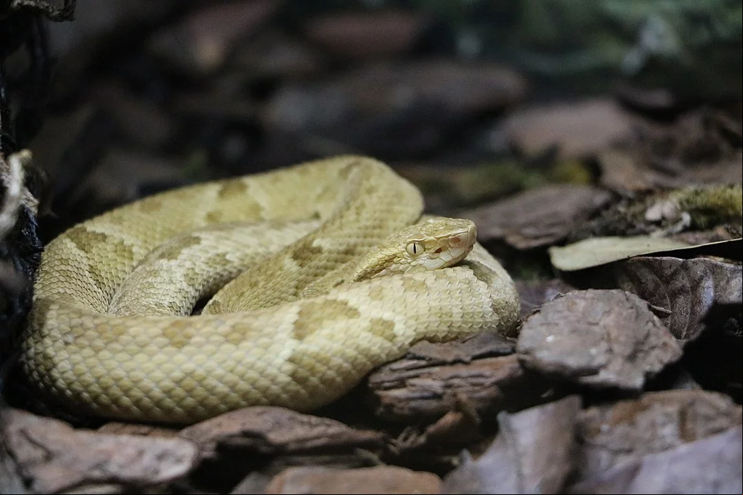 O veneno dessa cobra é extremamente tóxico, mas afeta com mais gravidade as aves do que os mamíferos.