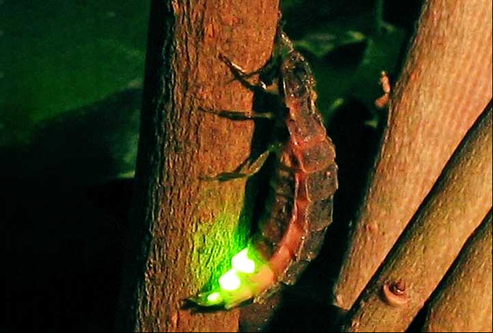 Acredita-se que a nova espécie seja da subfamília de vaga-lumes Luciolinae, que inclui 450 espécies ainda vivas, já que o órgão produtor de luz fica em seu abdômen.