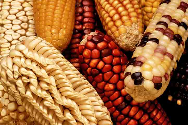 O milho é um dos alimentos mais importantes em escala global.  E tambem representa um dos pontos fortes da economia agrícola.