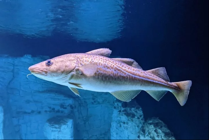 Além disso, o óleo de fígado de bacalhau costuma ser usado em suplementos devido às suas propriedades benéficas para a saúde.
