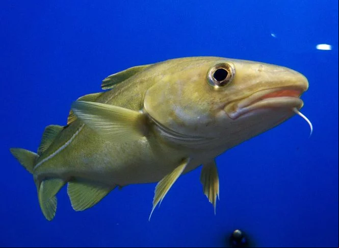 O mais comum é que essas espécies de bacalhau sejam encontradas nas águas geladas da Noruega, Rússia, Islândia, Canadá e Alaska.