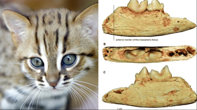 Cientistas encontram fóssil de gato na Caverna Hualongdong, China, batizado como o menor felino da história