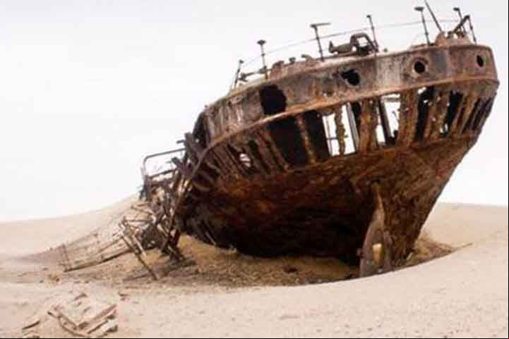 A costa também é lar de uma grande população de focas do cabo, que se reúnem em grandes colônias nas praias de areia. Essas colônias são uma visão impressionante e também atraem predadores como leões-marinhos e tubarões brancos.