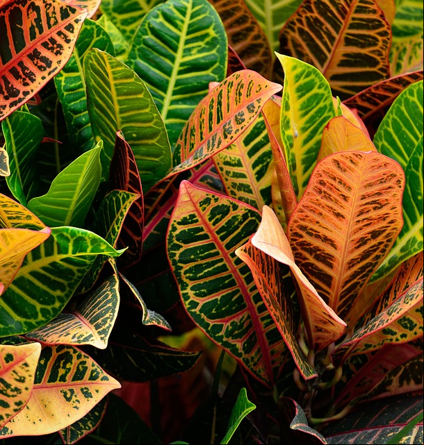 O Croton (Codiaeum variegatum) se destaca pelas suas folhas coloridas, com uma variedade impressionante de tons de vermelho, amarelo, laranja e verde. Originário da região do Pacífico e Indonésia, o croton é encontrado principalmente em jardins tropicais, onde sua folhagem brilhante e cheia de cores é o centro das atenções.