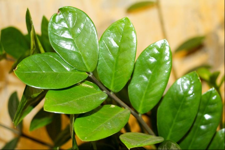 A Zamioculca (Zamioculcas zamiifolia) tem folhas espessas, brilhantes e de um verde profundo, sendo uma planta resistente e de fácil manutenção. Originária da África Oriental, ela é comumente cultivada em ambientes internos, onde se adapta bem à falta de luz intensa e à baixa necessidade de água.