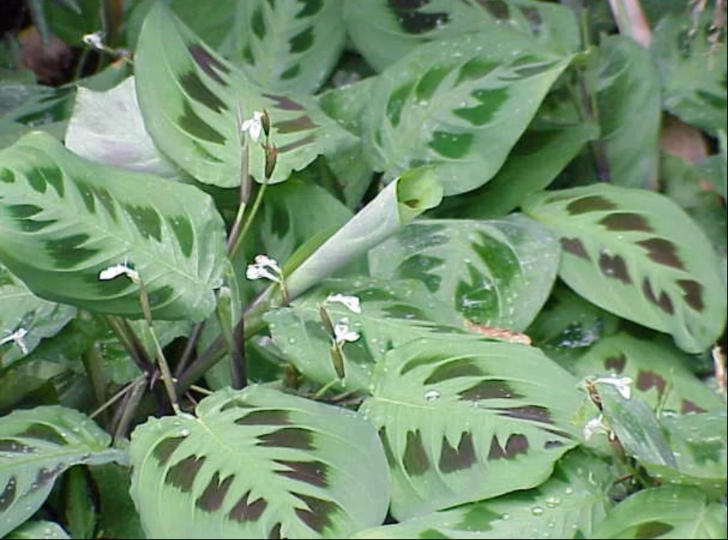 A Maranta (Maranta leuconeura), com suas folhas coloridas e padrões geométricos, é uma planta que chama a atenção pela beleza e delicadeza. Nativa do Brasil, a Maranta é muito cultivada como planta de interior, sendo popular por sua capacidade de prosperar em ambientes sombreados e úmidos.