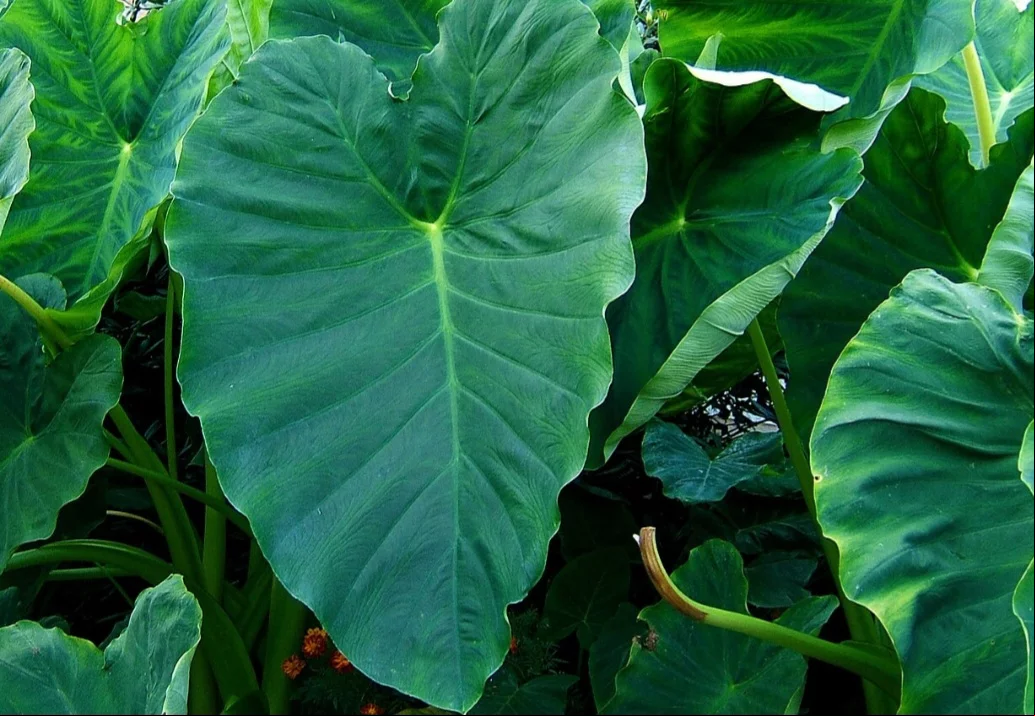 A Colocasia (Colocasia esculenta) possui grandes folhas brilhantes em formato de coração, tornando-a uma das plantas mais adoradas por quem aprecia folhagens exuberantes. Originária do Sudeste Asiático, ela é cultivada em regiões tropicais e subtropicais, especialmente em jardins aquáticos.