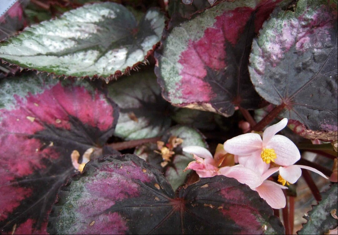 A Begônia-rex (Begonia rex) é conhecida por suas folhas assimétricas e coloridas, com tons que variam entre roxo, verde e prata. Originária da Índia, essa begônia é frequentemente cultivada em jardins e interiores, sendo uma planta ornamental muito valorizada por sua folhagem rica em detalhes.
