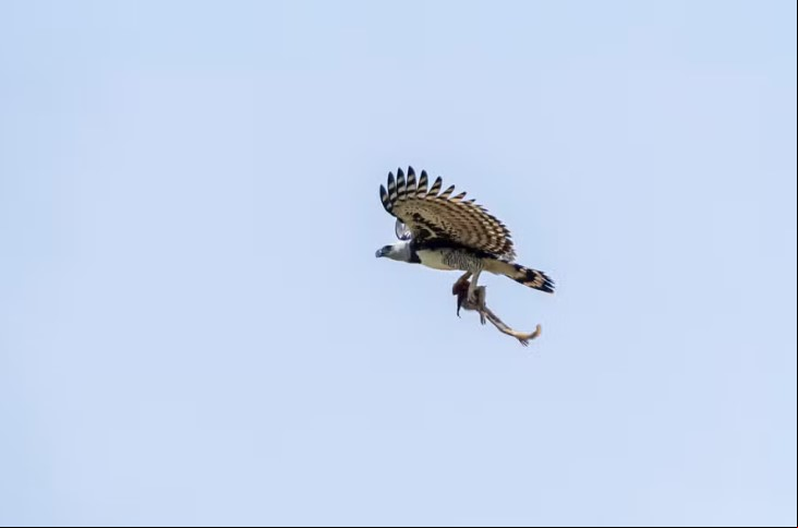 No dia 21/10/2024, o biólogo e fotógrafo Gabriel Oliveira de Freitas fez um registro impressionante no Pantanal. Uma harpia, a maior águia do mundo, voando com um macaco bugio em suas garras. 
