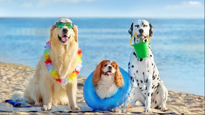 Cuidados com os pets na praia e na piscina garantem a saúde e bem-estar deles (Imagem: Kasefoto | Shutterstock)