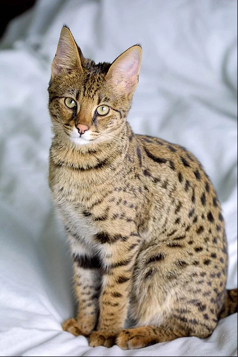 Savannah - Nasceu do cruzamento de gato doméstico com serval, típico das savanas. Tem habilidade para saltar. É alto e elegante. Pelagem exótica. Brincalhão, mas pode atacar aves pequenas, pelo instinto selvagem. Vive até 20 anos.