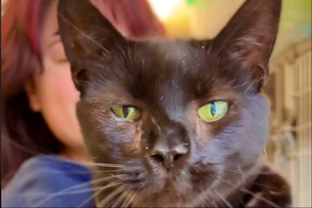 Após ser abandonado por mostrar-se “carinhoso demais”, um gato chamado Ravi ou a ser disputado por centenas de pessoas que desejavam adotá-lo.