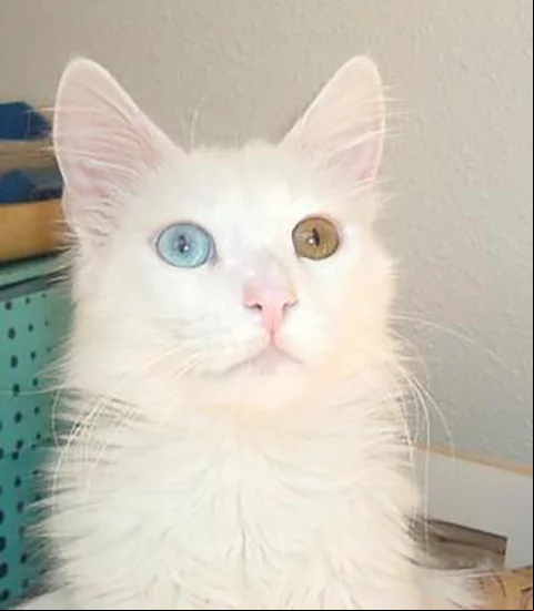 Angorá - Originário da Turquia. Conhecido na Europa desde o século 17. Tem pelagem longa e sedosa, com predominância do branco e do laranja. A cor dos olhos varia. Alguns gatos têm um olho de cada cor. Vive de 12 a 18 anos.