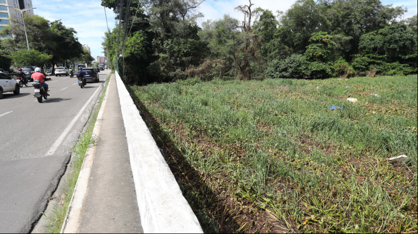 Aguapés próximo à ponte do rio Cocó