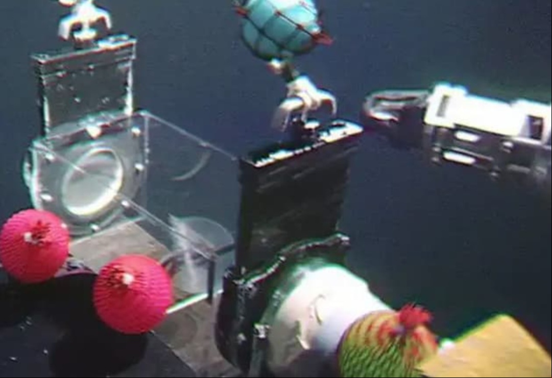 Recentemente, um pesquisador brasileiro participou de uma descoberta no Oceano Pacífico. André Carrara Morandini, da Universidade de São Paulo (USP), se uniu a cientistas japoneses na identificação de uma nova espécie de água-viva.