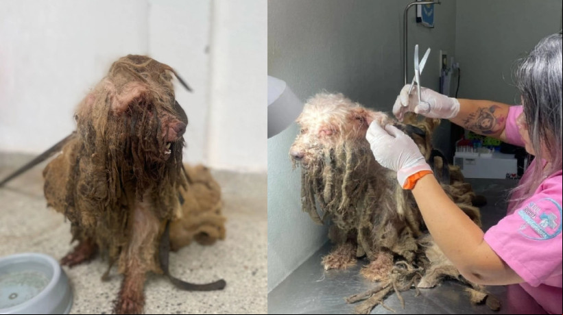 Animal foi tosado e foram retirados 3 kg de pelo e dejetos
