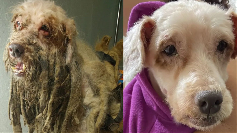 O final feliz do cachorrinho foi divulgado nas redes sociais da ONG Anjos da Proteção Animal (APA)