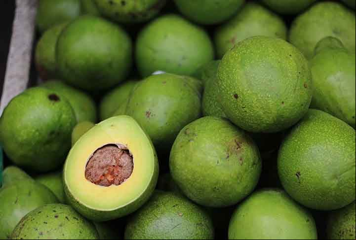 Com altos níveis de antioxidantes, o abacate favorece a saúde, sendo uma fonte significativa de ácidos graxos monoinsaturados. Eles também têm sido associados a efeitos benéficos na função hepática.