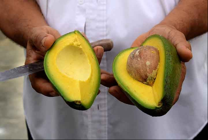 Michoacán tem uma rica cobertura florestal, que abriga diversos animais ameaçados, como onças, pumas e coiotes. O aumento da produção de abacate por lá pode representar uma enorme ameaça à biodiversidade.