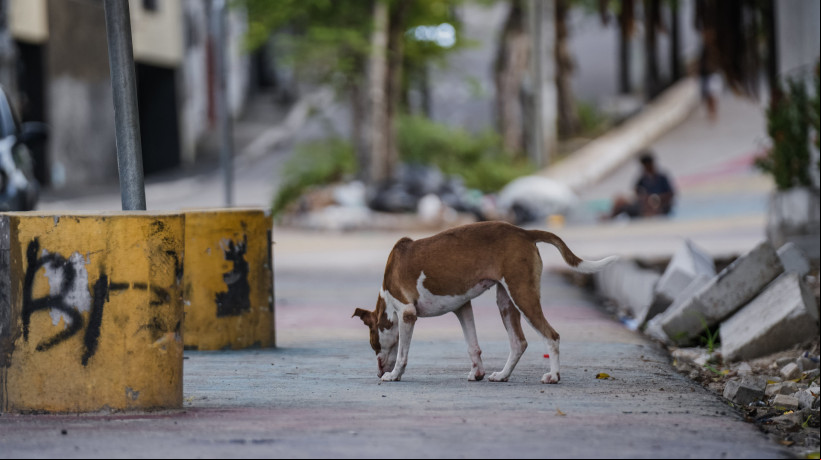 Animais estão sendo abandonados no Centro de Zoonoses de Juazeiro do Norte
