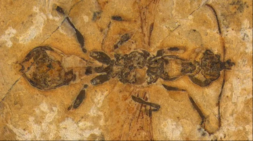 FÓSSIL com 113 milhões de anos é encontrado no Crato