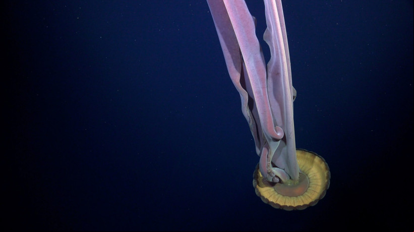A misteriosa medusa fantasma gigante surge em região isolada da Antártida depois que um iceberg se desfez