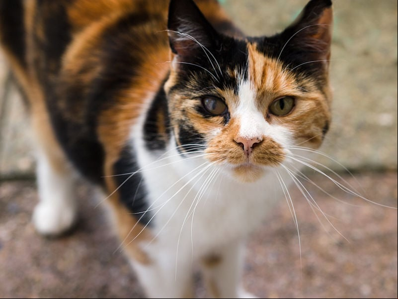 Um dos estudos analisou amostras genéticas de 188 gatos, ao o que o outro detectou a mesma mutação em 258 individuos da espécie. Essa mutação ocorre somente em gatos com pelagem laranja - calicos e tortoiseshells. No caso das fêmeas, ocorre uma inativação de um dos cromossos X, o que resulta nas cores em mosaico. Como os machos têm somente um cromossomo X, a sua pelagem é inteiramente laranja.