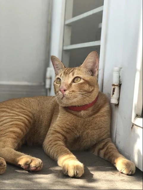 Mesmo animais que ficam apenas em casa devem receber antiparasitas periodicamente. Observe se ele está irritado com algum bichinho, como pulga, por exemplo. Cuide para que nada o incomode.