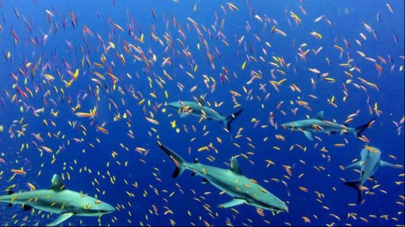 Apesar de abrigarem milhões de espécies, os oceanos seguem um mistério