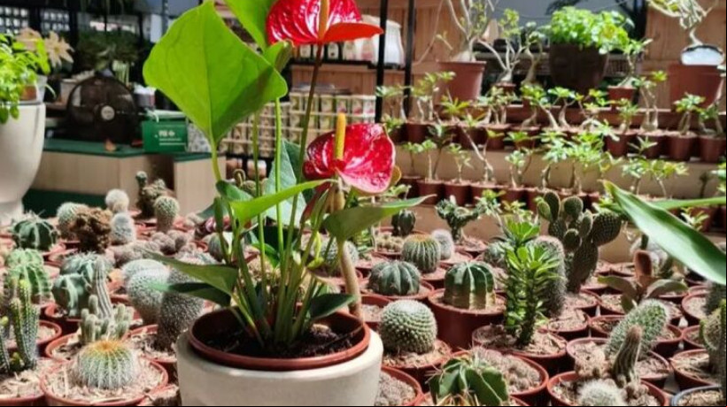 Internautas comentam sobre cuidar de plantas como uma forma de aliviar o estresse e a ansiedade.