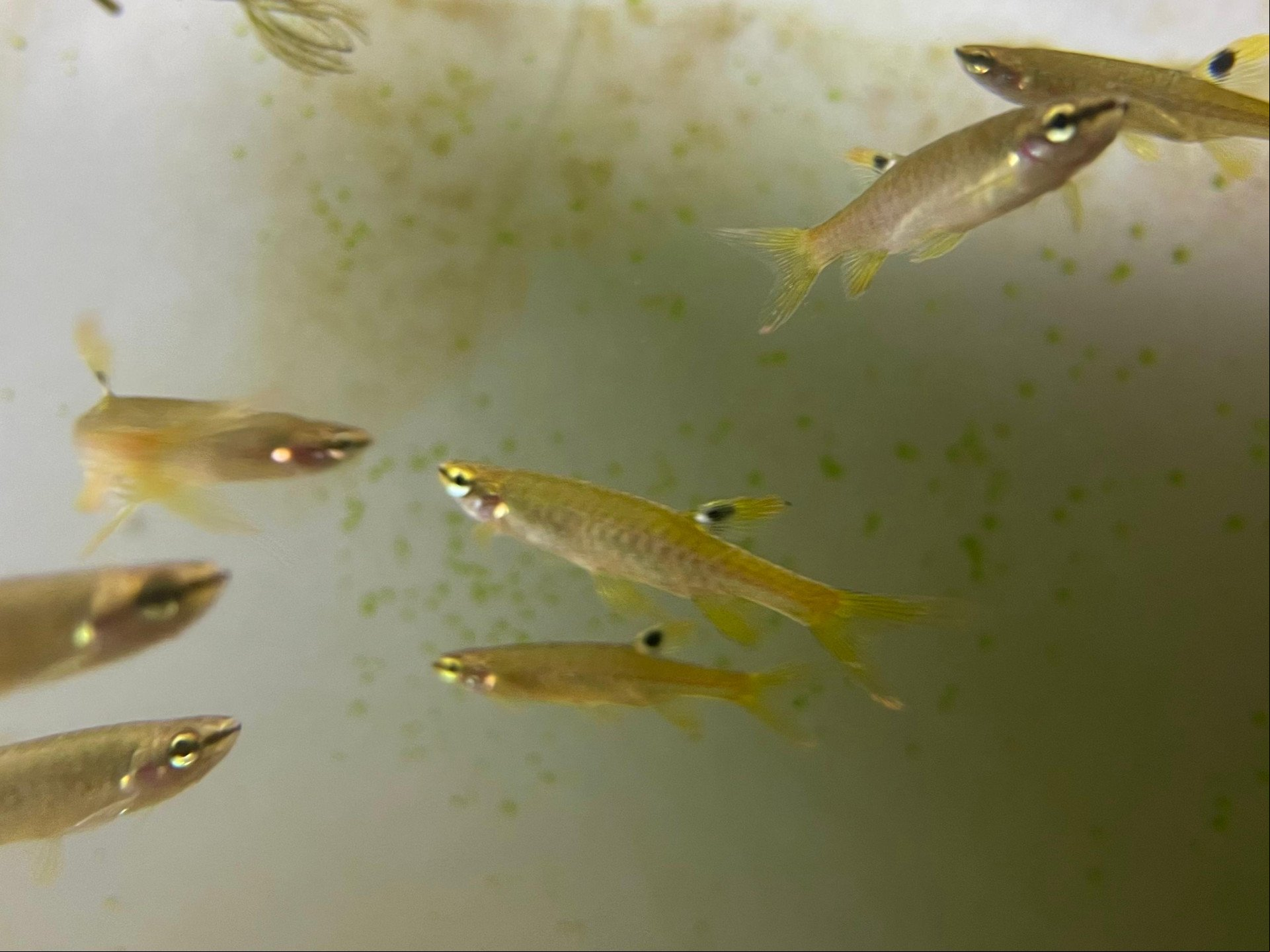 Peixe Tetra Splash (Copella Arnoldi), estudado por pesquisador da Universidade Federal do Pará (UFPA)