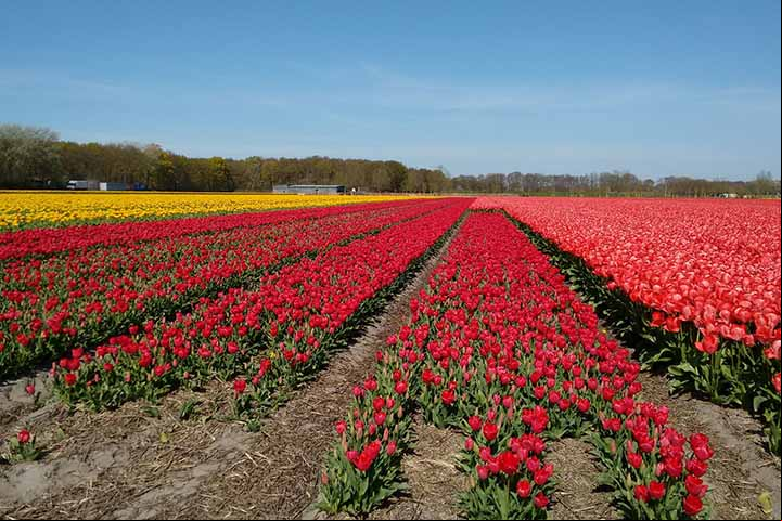 Um dos símbolos dos Países Baixos é a Tulipa, gênero de planta que floresce no primeiro semestre. O terceiro sábado de janeiro é demarcado no calendário holandês como “Dia Nacional da Tulipa”, abrindo a estação das flores.