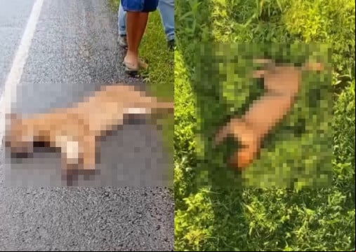 O animal que foi atropelado no Ãºltimo sÃ¡bado, 31, seria o terceiro caso no mÃªs de maio na regiÃ£o de Morrinhos