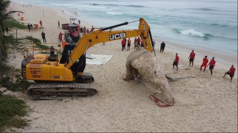 Baleia morre depois de encalhar em praia do oeste do Rio de Janeiro nesse sábado, 7. Corpo será estudado pela Universidade do Estado do Rio de Janeiro (Uerj)