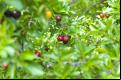 Podem se inscrever pessoas e instituições que trabalham com agricultura familiar nesses territórios indígenas