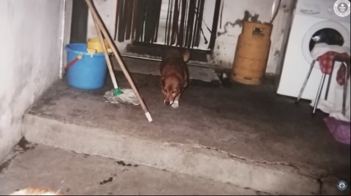 Com quase 31 anos, cão mais velho da história é registrado no Guinness