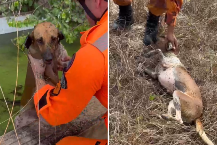 Cadela é resgatada de piscina de imóvel abandonado no Eusébio; animal é adotado logo depois
