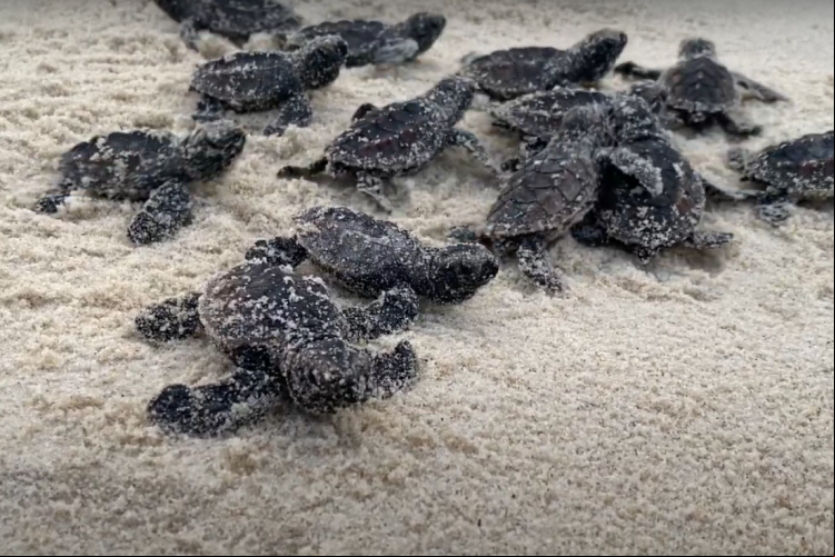 Cerca de 80 filhotes de tartarugas são soltas no mar na praia do Porto das Dunas, em Aquiraz
