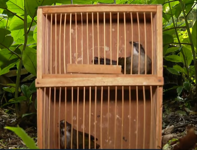 Uma das maravilhas do Brasil é a biodiversidade. Mas várias espécies estão sob ameaça, seja pelo desmatamento ou pelo tráfico de animais. Na foto, trinca-ferros (espécie com risco de extinção) resgatados das mãos de criminosos pela polícia. Veja algumas outras espécies que também podem desaparecer.