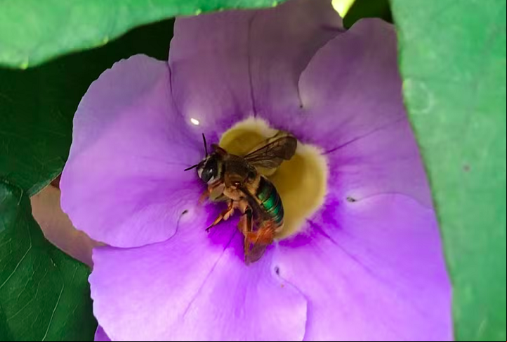 As flores da árvore podem intoxicar um inseto, nesse caso as abelhas, que são essenciais para a polinização. Por isso, a prefeitura recomendou que ninguém faça o plantio da Nim. Nem nas casas nem nas ruas.