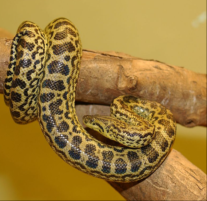 Existem três tipos de sucuris no Brasil. Além da sucuri-verde, há também a sucuri-malhada, encontrada no Amapá e Pará, e a sucuri-amarela, natural do Mato Grosso e Mato Grosso do Sul.