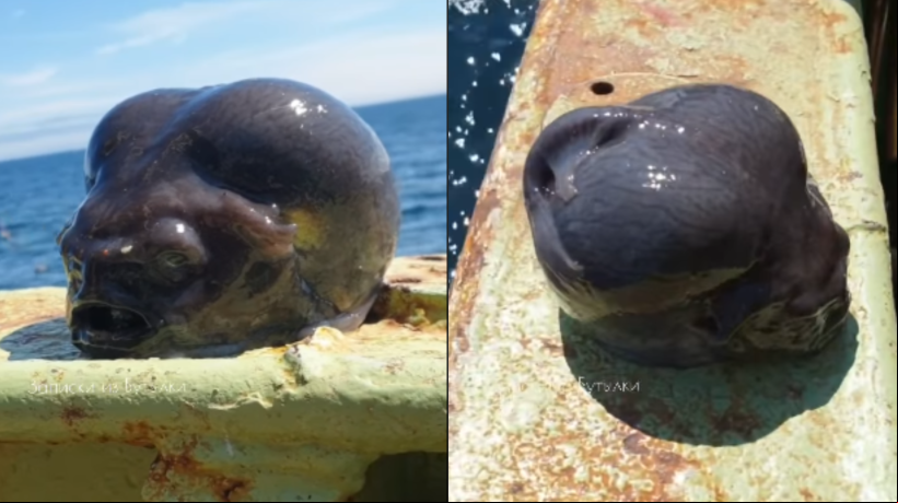 O peixe foi capturado acidentamente no Oceano Pacífico.