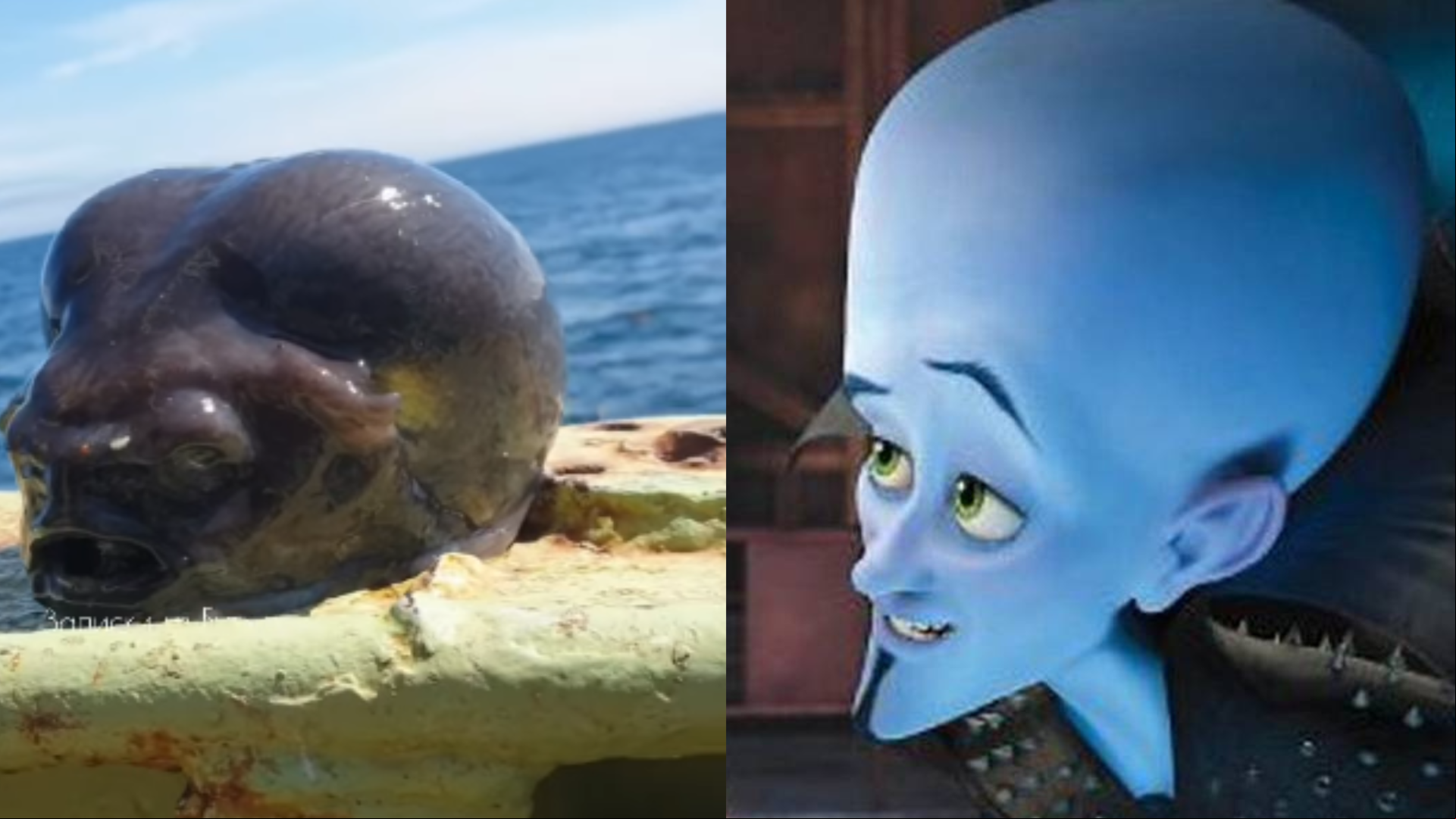Nas redes sociais, usuários do Instagram compararm o peixe ao personagem "Megamente" Nas redes sociais, usuários do Instagram compararm o peixe ao personagem "Megamente"