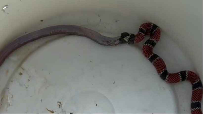 A cobra-coral vomita sua presa quando se sente ameaçada ou estressada após se alimentar